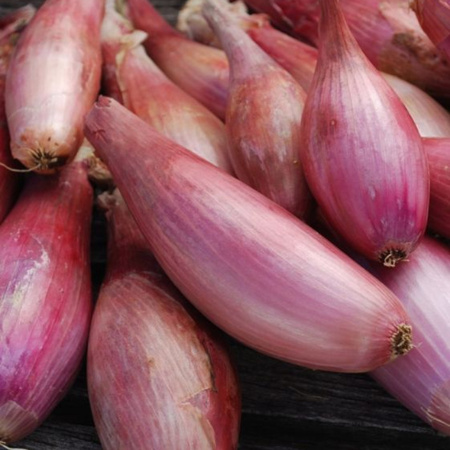 CEBULA SZALOTKA ZEBRUNE 3G/LEGUTKO