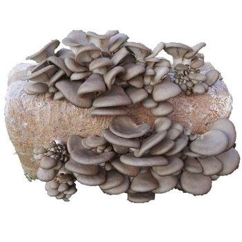 GRZYBNIA  BOCZNIAKA OSTRYG. 15KG