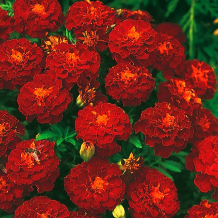 AKSAMITKA ROZP. PEŁ. CARMEN 1,5G LEGUTKO