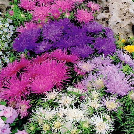 ASTER KARŁ. IGIEŁK. TEISA STARS MIX 0,5G LEGUTKO