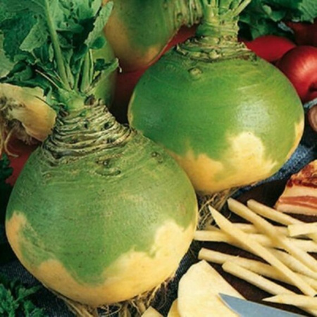 BRUKIEW WILHELMSBURGER SATOR 10G LEGUTKO