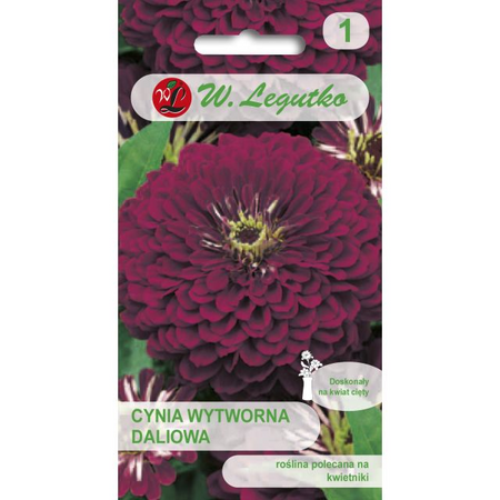 CYNIA DALIOWA FIOLETOWA VIOLET QUEEN 1G LEGUTKO.
