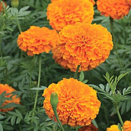 AKSAMITKA ROZP. PEŁ. POMARAŃCZOWA 1G LEGUTKO