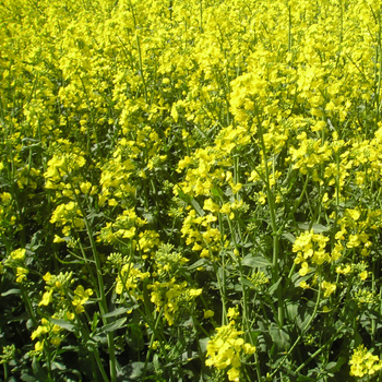 NR  GORCZYCA 1kg /10/