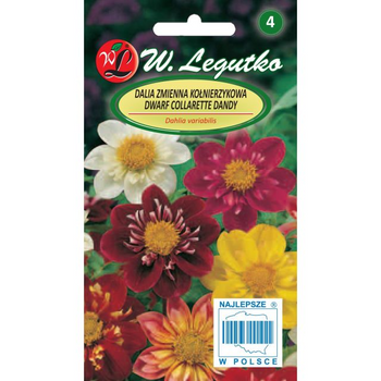 DALIA KARŁ. KOŁN. COLLARETTE DANDY 1G LEGUTKO