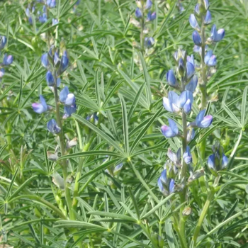 NR  ŁUBIN wąskolistny gorzki KARO 1KG niebieski.