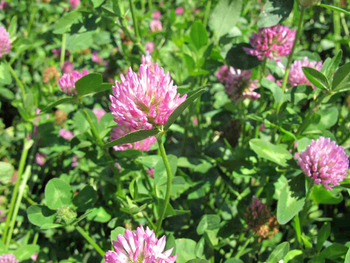 NR  KONICZYNA CZERWONA 0,5KG