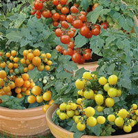 POMIDOR MIESZANKA ODMIAN 0,5G WEGANA /KOKL MIX/70