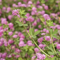 NR  KONICZYNA PERSKA 0,5KG