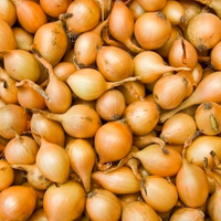 CEBULA  DYMKA B STURON 8-21 0,5kg /20/podł.