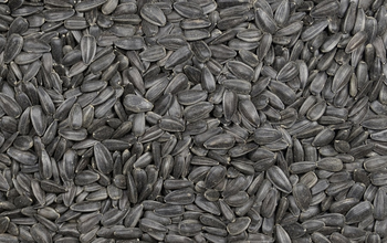 POKARM ZIMOWY Bratek SŁONECZNIK CZARNY  8kg